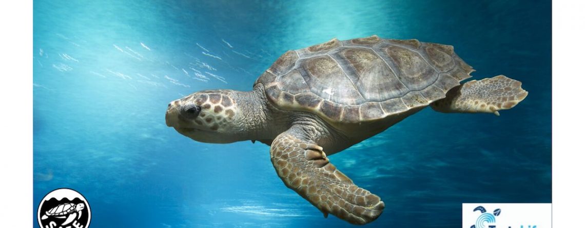 Turtle Safe Friend of the Sea