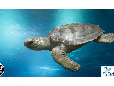 Bergel Turtle Safe Certificazioni