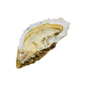 Ostrica Concava Oristano (Conf. Kg.3)