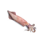 Calamaro (Cacciarolo FRA)