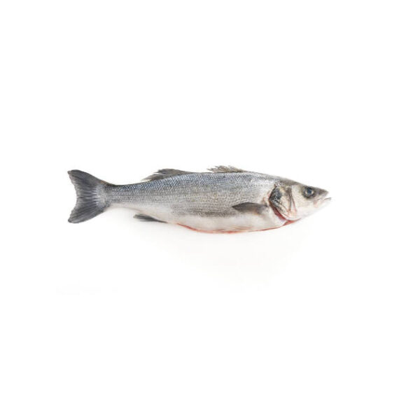 pigola o branzino (Pescato Portog)