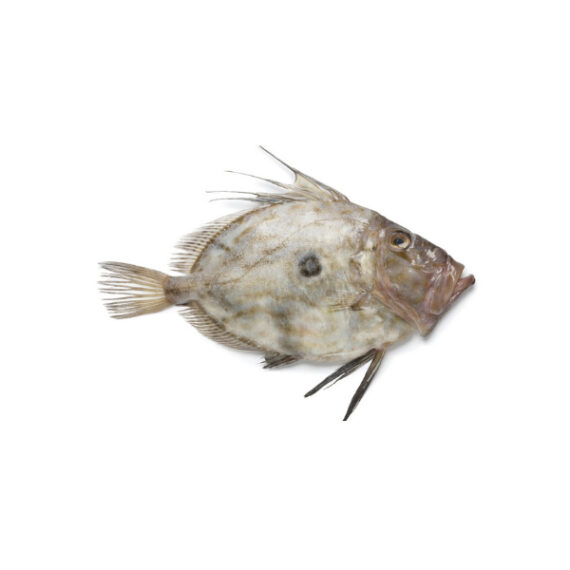 Pesce S. Pietro (Atlan. Centro Orient.)