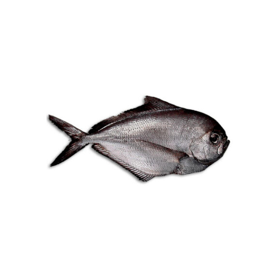 Pesce Castagna (SPA)