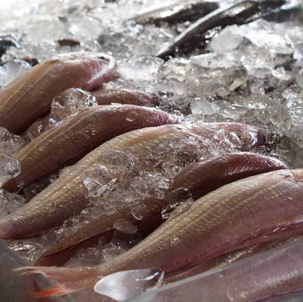 Fornitura per la ristorazione prodotti ittici