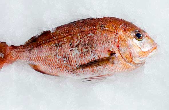 Fornitura per la ristorazione prodotti ittici